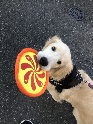 エルモくん ワンコ 表情 ゴールデンレトリバー お散歩 面白 犬