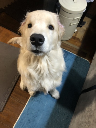 エルモくん ワンコ 表情 ゴールデンレトリバー お散歩 面白 犬