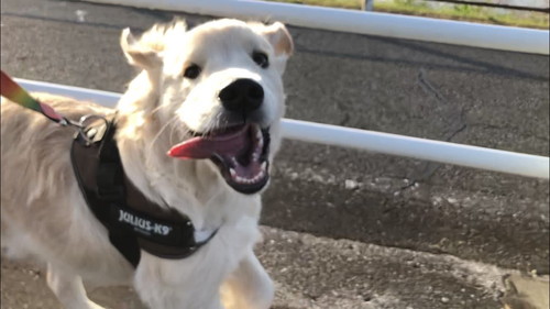 エルモくん ワンコ 表情 ゴールデンレトリバー お散歩 面白 犬