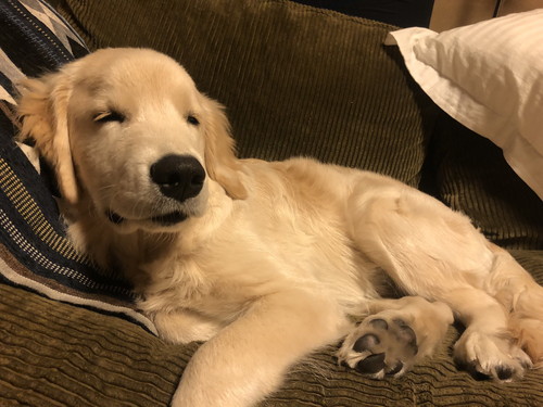 エルモくん ワンコ 表情 ゴールデンレトリバー お散歩 面白 犬