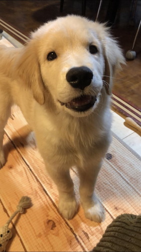 エルモくん ワンコ 表情 ゴールデンレトリバー お散歩 面白 犬