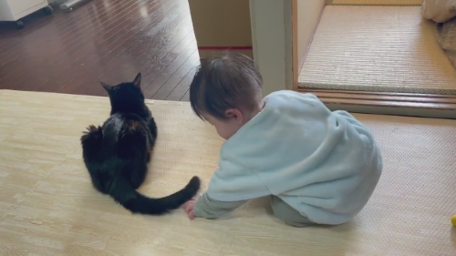 猫 黒猫 赤ちゃん 子守り かわいい 面白動画 子どもと猫 ほっこり