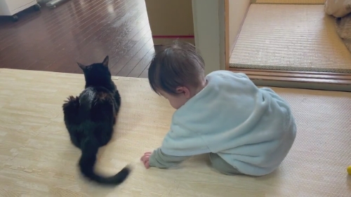 猫 黒猫 赤ちゃん 子守り かわいい 面白動画 子どもと猫 ほっこり