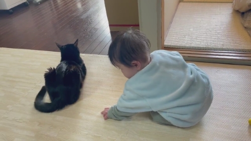 猫 黒猫 赤ちゃん 子守り かわいい 面白動画 子どもと猫 ほっこり