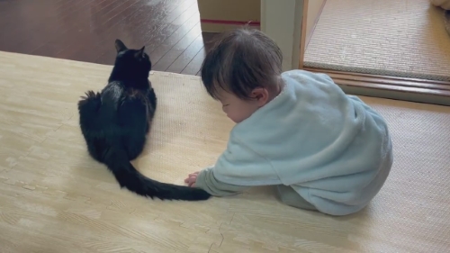 猫 黒猫 赤ちゃん 子守り かわいい 面白動画 子どもと猫 ほっこり