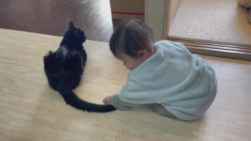 猫 黒猫 赤ちゃん 子守り かわいい 面白動画 子どもと猫 ほっこり