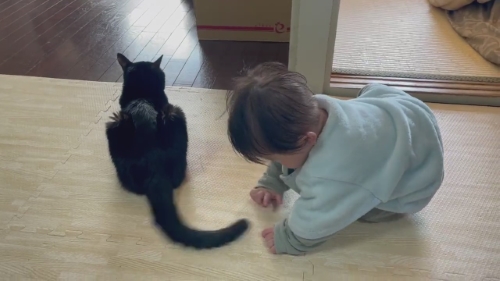 猫 黒猫 赤ちゃん 子守り かわいい 面白動画 子どもと猫 ほっこり