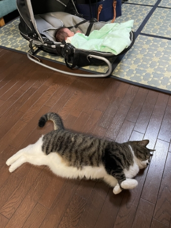 猫 黒猫 赤ちゃん 子守り かわいい 面白動画 子どもと猫 ほっこり