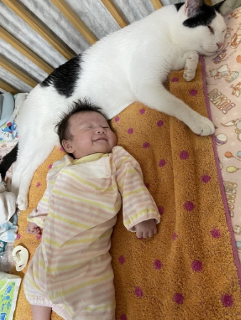 猫 黒猫 赤ちゃん 子守り かわいい 面白動画 子どもと猫 ほっこり