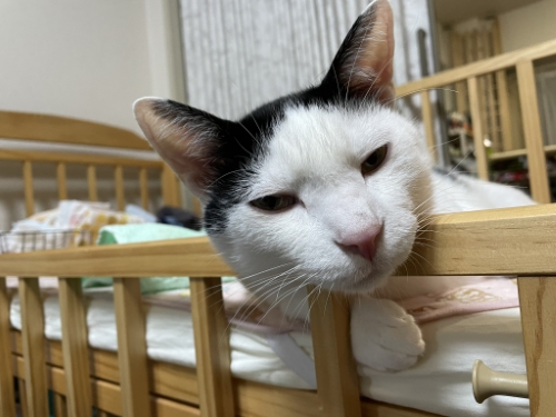 猫 黒猫 赤ちゃん 子守り かわいい 面白動画 子どもと猫 ほっこり