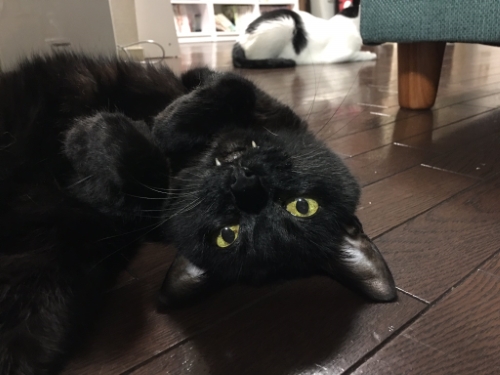 猫 黒猫 赤ちゃん 子守り かわいい 面白動画 子どもと猫 ほっこり