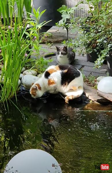 猫を池に落とす猫の画像