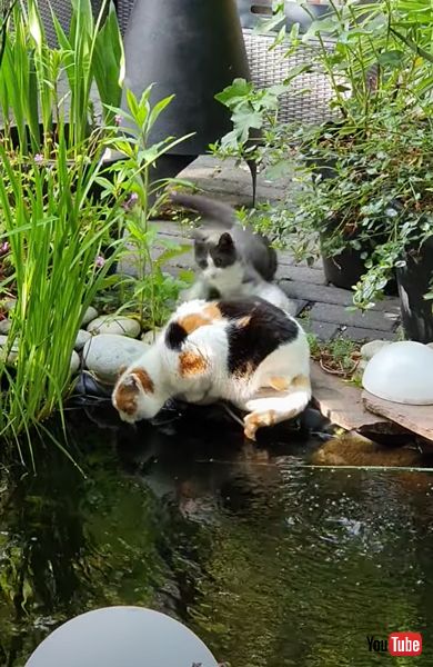 猫を池に落とす猫の画像