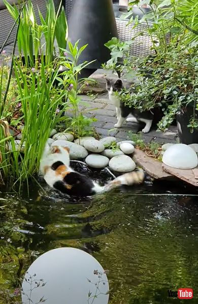 猫を池に落とす猫の画像