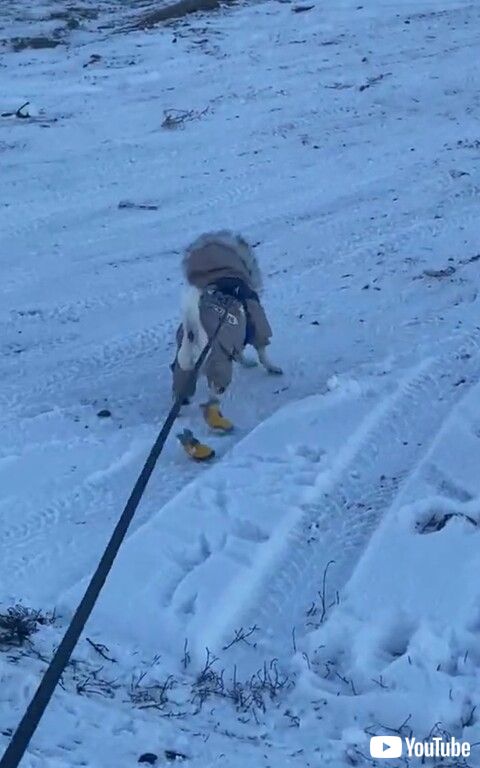 小型犬　シベリアンハスキー　雪道　散歩　吠える　靴