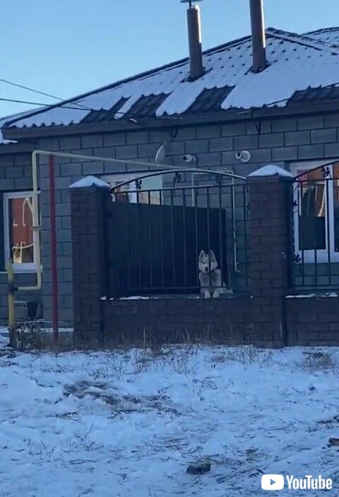 小型犬　シベリアンハスキー　雪道　散歩　吠える　靴
