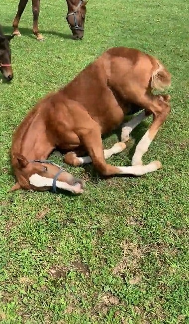 馬 牧場 白井 北海道 日高 草 謎ポーズ ツンツン ゴロン