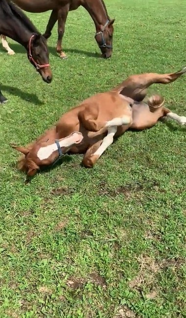 馬 牧場 白井 北海道 日高 草 謎ポーズ ツンツン ゴロン
