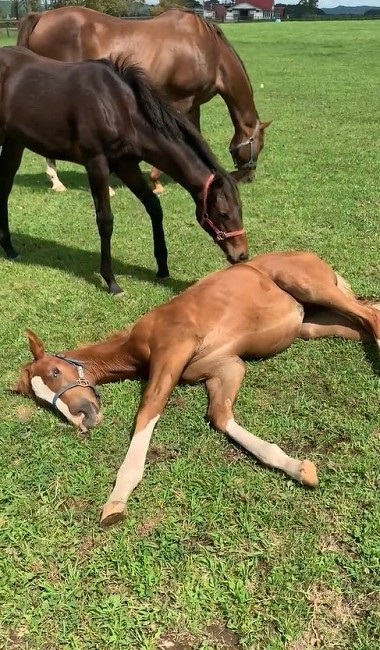 馬 牧場 白井 北海道 日高 草 謎ポーズ ツンツン ゴロン