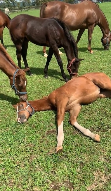 馬 牧場 白井 北海道 日高 草 謎ポーズ ツンツン ゴロン