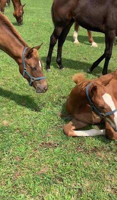 馬 牧場 白井 北海道 日高 草 謎ポーズ ツンツン ゴロン