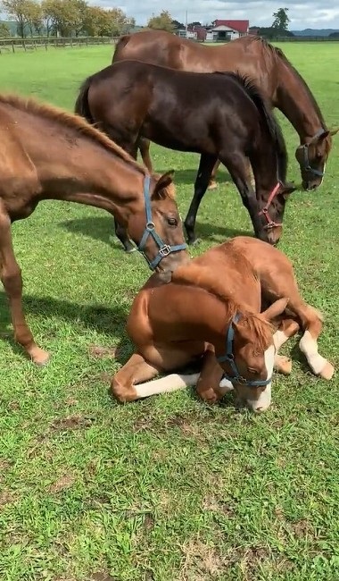 馬 牧場 白井 北海道 日高 草 謎ポーズ ツンツン ゴロン