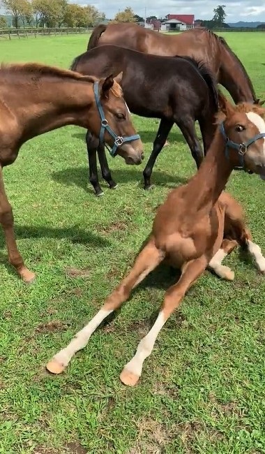 馬 牧場 白井 北海道 日高 草 謎ポーズ ツンツン ゴロン