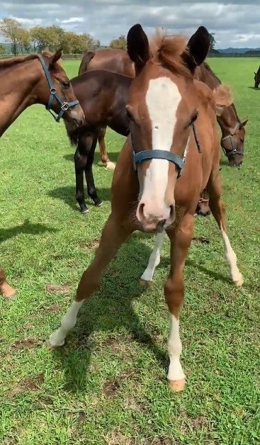 馬 牧場 白井 北海道 日高 草 謎ポーズ ツンツン ゴロン