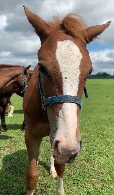 馬 牧場 白井 北海道 日高 草 謎ポーズ ツンツン ゴロン