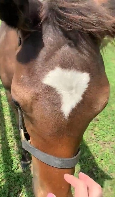 馬 牧場 白井 北海道 日高 草 謎ポーズ ツンツン ゴロン
