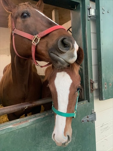 馬 牧場 白井 北海道 日高 草 謎ポーズ ツンツン ゴロン