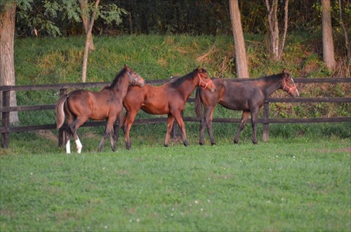 馬 牧場 白井 北海道 日高 草 謎ポーズ ツンツン ゴロン
