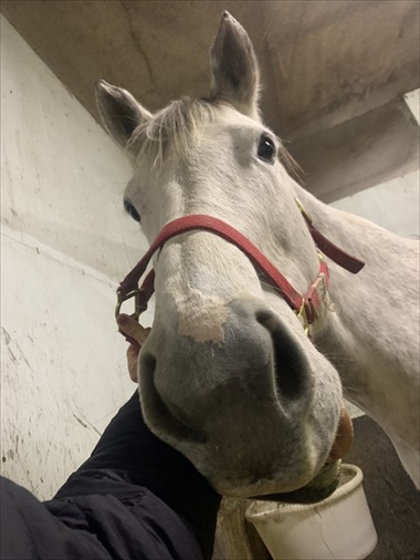 馬 牧場 白井 北海道 日高 草 謎ポーズ ツンツン ゴロン