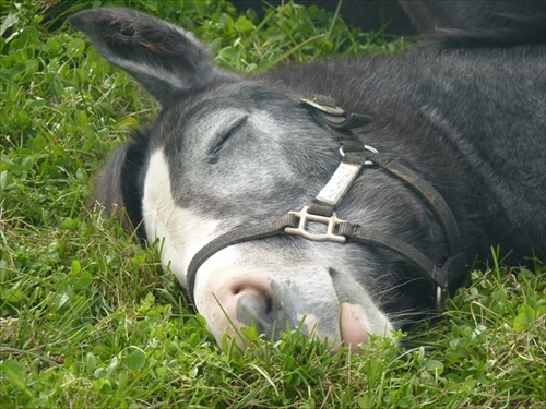 馬 牧場 白井 北海道 日高 草 謎ポーズ ツンツン ゴロン