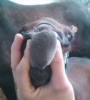 馬 牧場 白井 北海道 日高 草 謎ポーズ ツンツン ゴロン