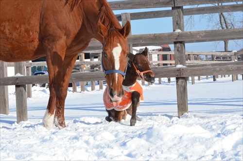 馬 牧場 白井 北海道 日高 草 謎ポーズ ツンツン ゴロン