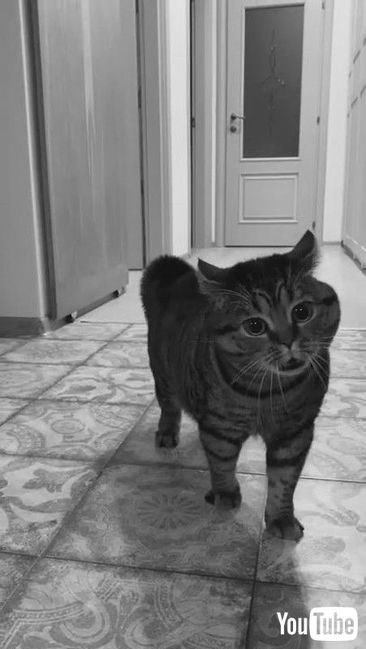 「Conversational Cat with Unusual Meows || ViralHog」 しゃべる猫 面白動画 ねこ かわいい 鳴き声