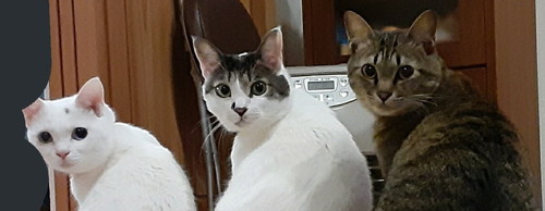 ストーブ　猫　かわいい　冬　圧　面白