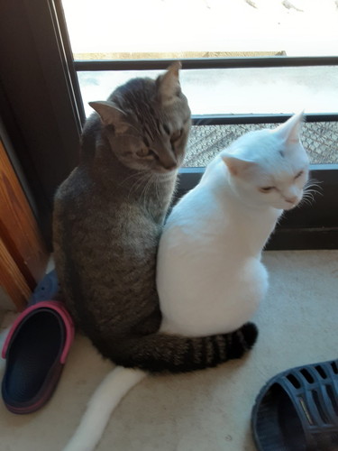 ストーブ　猫　かわいい　冬　圧　面白