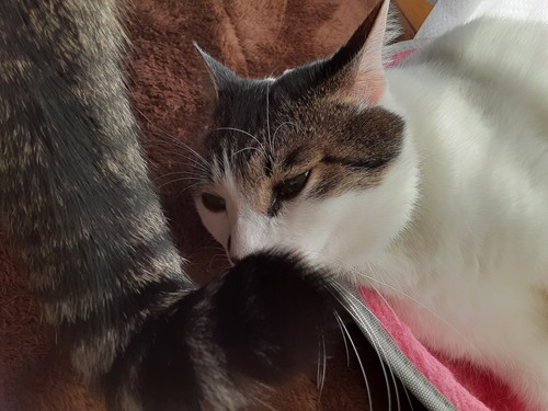 ストーブ　猫　かわいい　冬　圧　面白