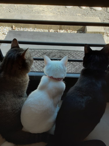 ストーブ　猫　かわいい　冬　圧　面白