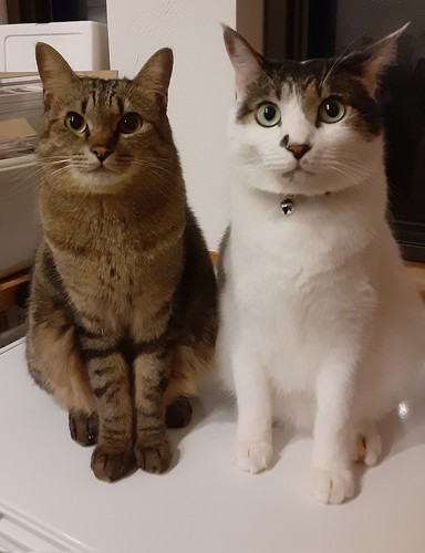 ストーブ　猫　かわいい　冬　圧　面白