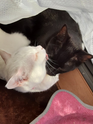 ストーブ　猫　かわいい　冬　圧　面白