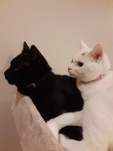 ストーブ　猫　かわいい　冬　圧　面白