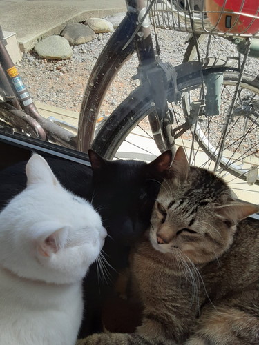 ストーブ　猫　かわいい　冬　圧　面白