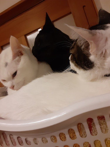 ストーブ　猫　かわいい　冬　圧　面白