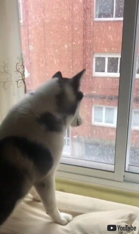 犬 シベリアンハスキー 雪　散歩　子犬　初めて　ワンコ　面白　かわいい