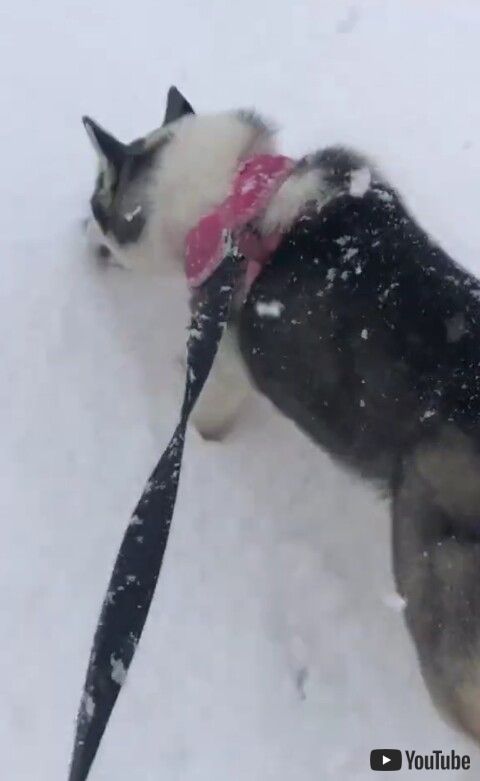 犬 シベリアンハスキー 雪　散歩　子犬　初めて　ワンコ　面白　かわいい
