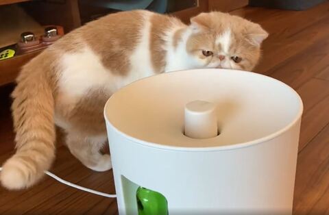 猫 加湿器 エキゾ きなこ