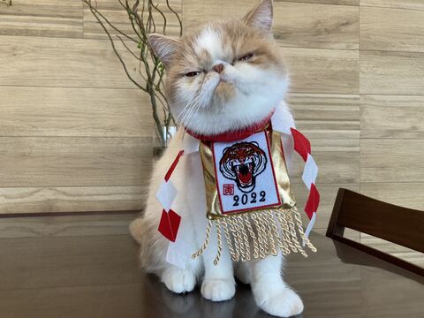 猫 加湿器 エキゾ きなこ